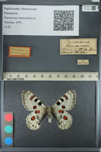 Media type: image;   Entomology 174871